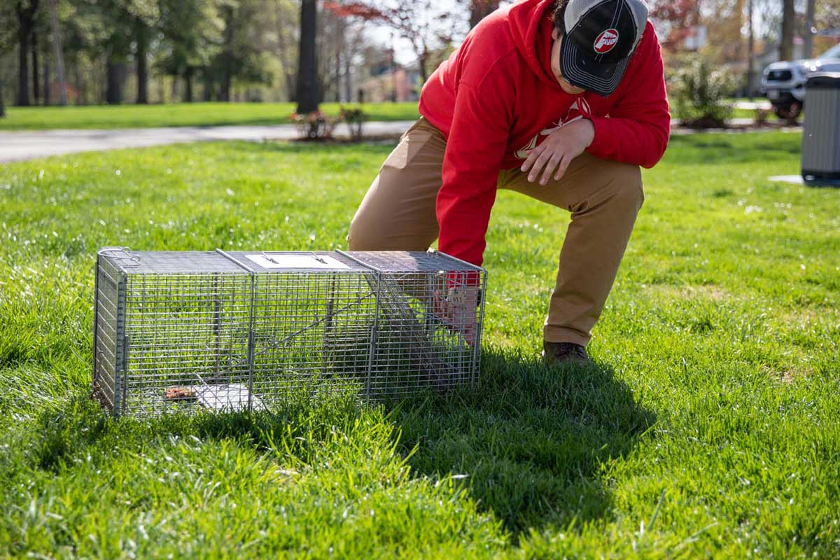 rodent control pest control